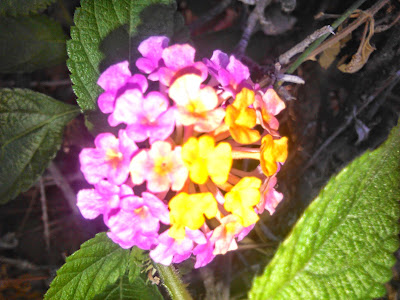 flor de lantana