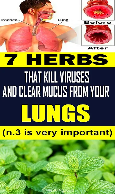 7 Herbs That Kill Viruses and Clear Mucus from Your Lungs