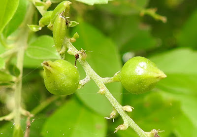 蕾絲金露花的核果