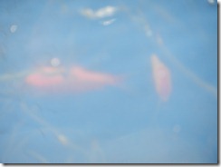 DSCN3750