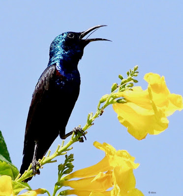 Purple Sunbird