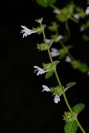 lemonbalm