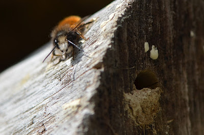 Osmie cornue (Osmia cornuta)