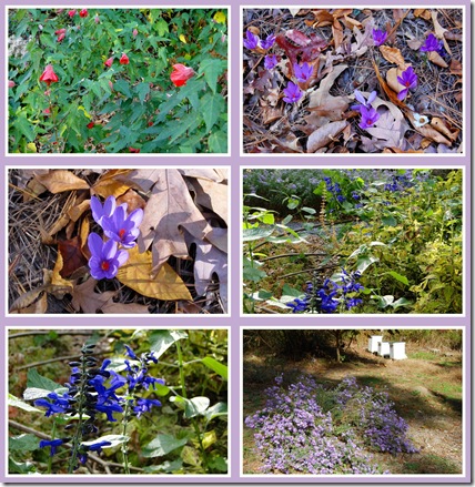 fall flowers 