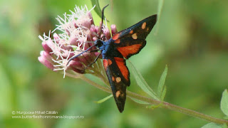 Zygaena (Zygaena) ephialtes peucedani DSC93406