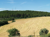 Camps de les Vinyes i el Remei des de la Socarrada