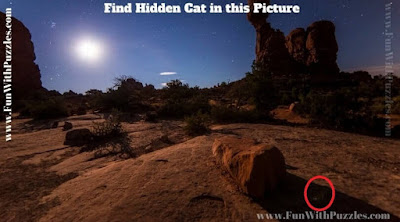 Hidden Animal Picture Puzzle Answer