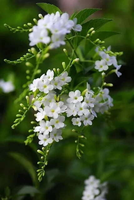 বিদেশি ফুলের ছবি