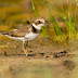 Little Ringed Plover