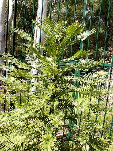 Young Wollemi Pine in a protective cage, Botanical Gardens, Canberra, Australia. Photo by Loire Valley Time Travel.