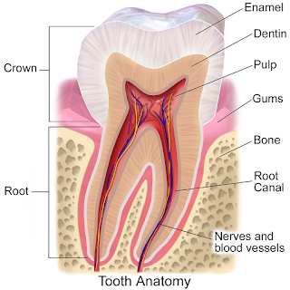 tooth dentin, dentine