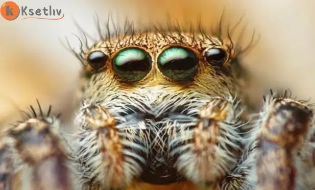 How many eyes does a spider have?