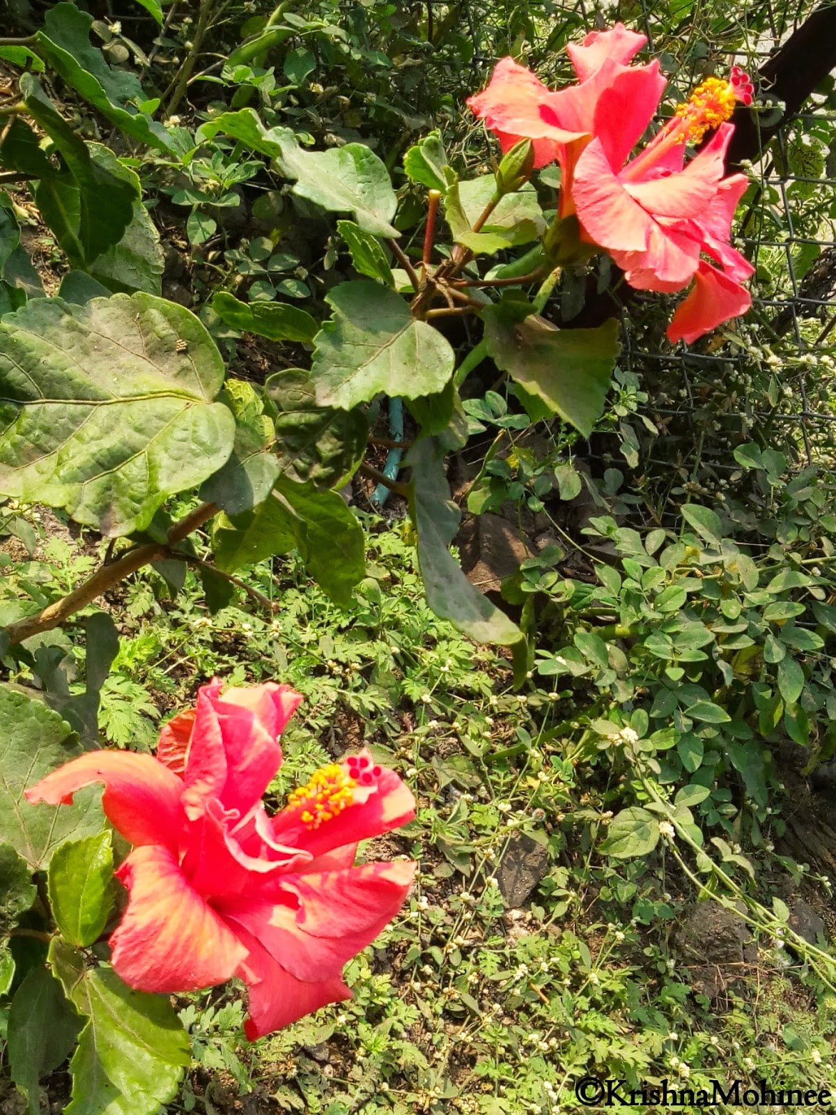 Image: Twin Jaswand Flower