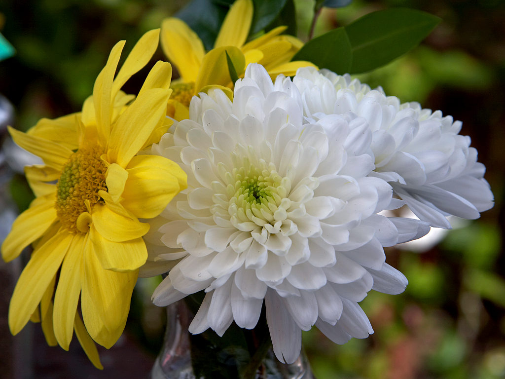 Chrysanths Flowers  Dendranthema Grandiflora Tzvelev