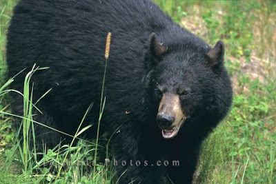 Picture of a mother black bear keeping watch to make sure the area is safe 