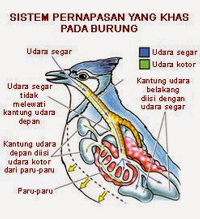  SISTEM  RESPIRASI PENCERNAAN  DAN REPRODUKSI AVES Ilmu Ternak