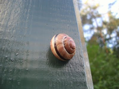 A snail on a lamp post