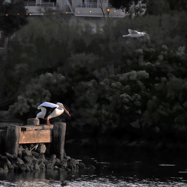 Lake Merritt, Oakland, California, Bird, birder, birdwatching, nature, photography, nature photography, Pelican