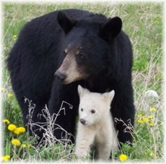 spirit_bearcub1
