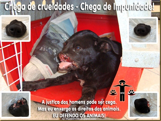 cao_focinho_decepado_03 cao_focinho_decepado_03