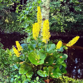 korkea keltakukkainen kasvi koivun juurella suuret pyöräet lehdet nauhus