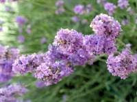 Lavanda. Foto di Andrea Mangoni.