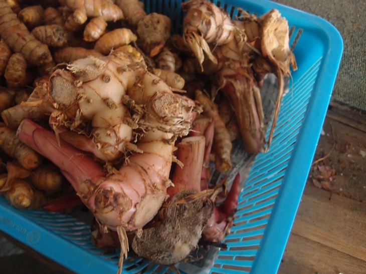 LI NA HERBS: LENGKUAS (GALANGAL)