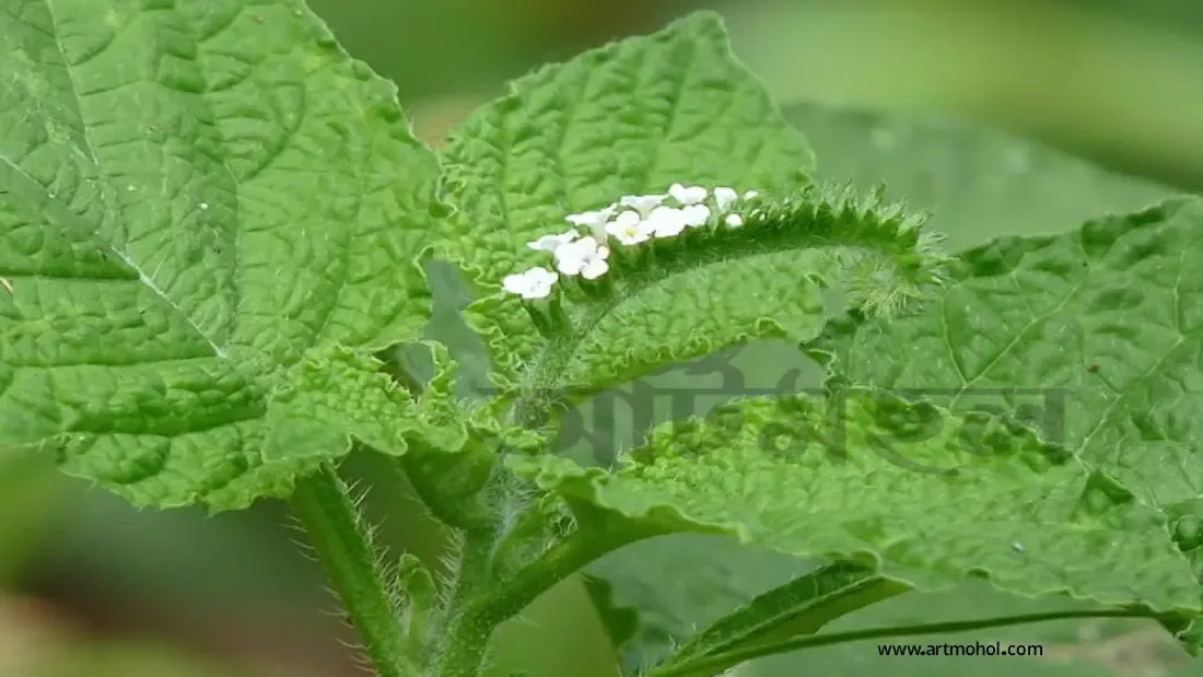 হাতিশুর গাছের শিকড় খাওয়ার নিয়ম