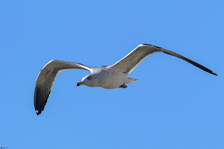 gaviota-sombria-larus-fuscus-volando-