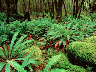 Kepler Track, South Island, New Zealand, island, nature, forest