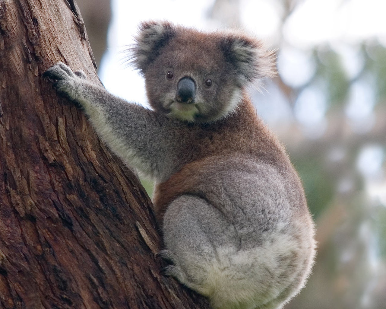 Animal Koala Bear Free Wallpapers