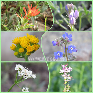 where to find california wildflowers hiking trails