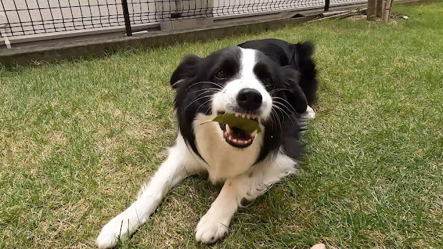 保護犬 ボーダーコリー トーマ