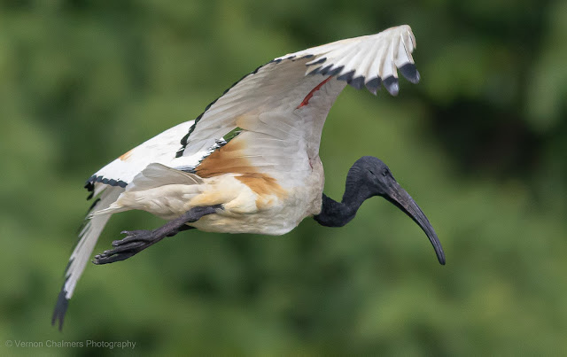 Effect(s) of Photographing Birds in Flight in Low Light