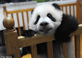 A baby panda tried to escape from her playpen, baby panda escape, cute baby panda