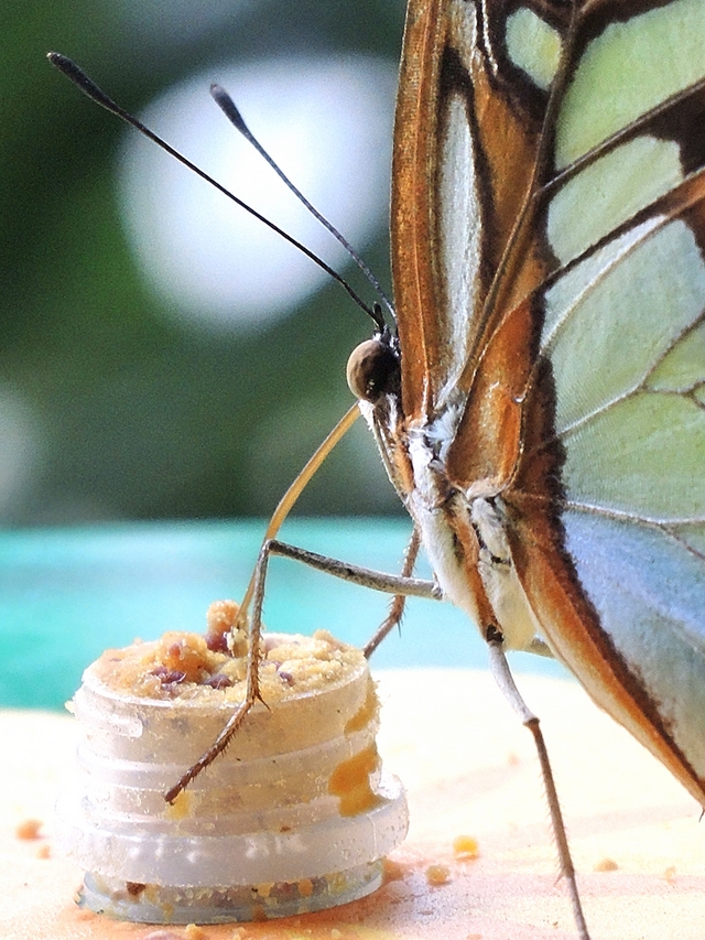 de zoo: magie in de vlindertuin