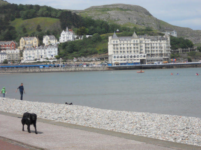 Dog walking along Llandudno seafront.