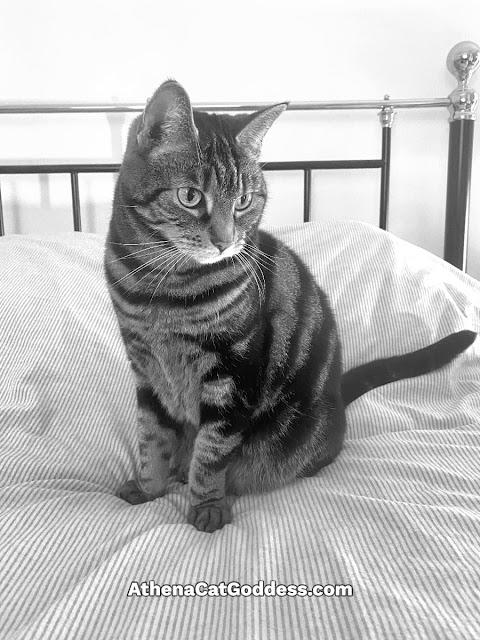 Tabby Cat on the bed