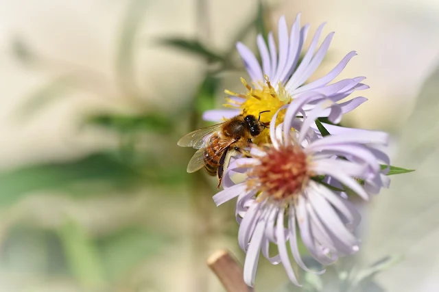 Bee Collect Honey From Flower