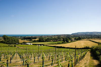 Adgestone Vineyard, Isle of Wight, vines, sea