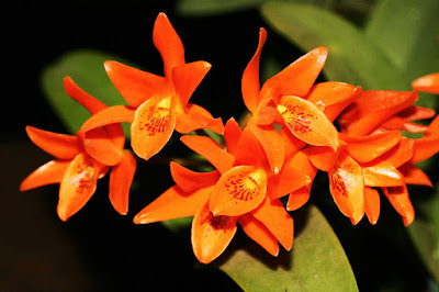 Guarianthe aurantiaca care and culture