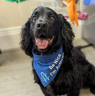 Boris wearing his navy bandana which says "Be nice I'm arthritic" which I always put on him if I'm leaving him alone at the vets or groomers, that way he can advocate for himself about his arthritis as a gentle reminder to whoever is handling him that sometimes things can be painful for him to d
