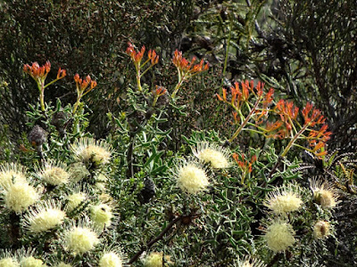 Showy Dryandra (Banksia polycephala)