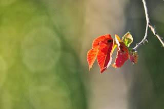 Olmo (Ulmus minor) Elm