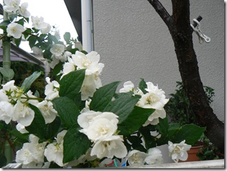 卯の花