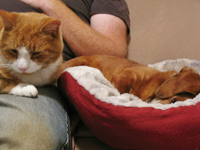 dachshund and cat sleeping next to each other