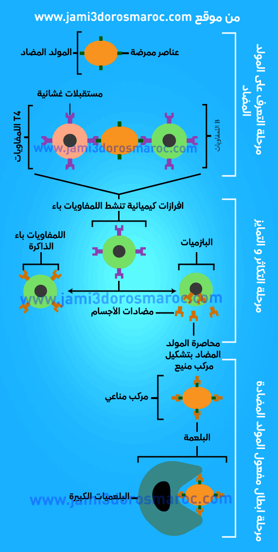 مراحل الاستجابة المناعية الخلطية