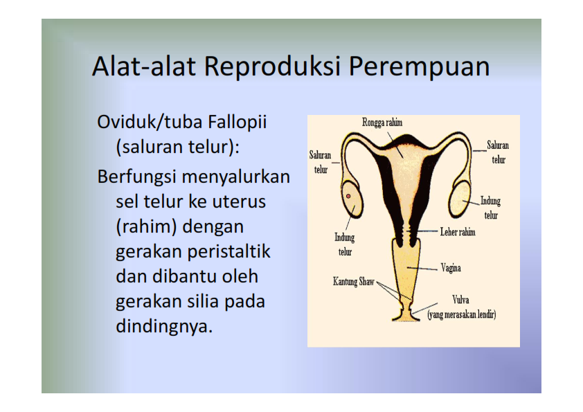 BIOLOGI GONZAGA: SOAL REPRODUKSI MANUSIA KELAS 9 SMP