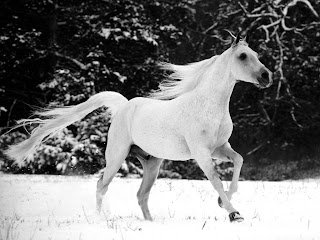 Snow White Horse wallpaper