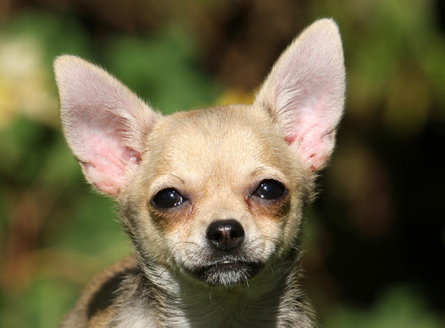 Chihuahua dog cute - perro chihuahua tierno